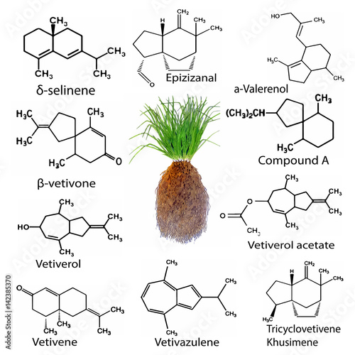 Chemicals from vetiver oil, Vetiveria zizanioides. Aromatic substances, chemical formula of vetiver. photo