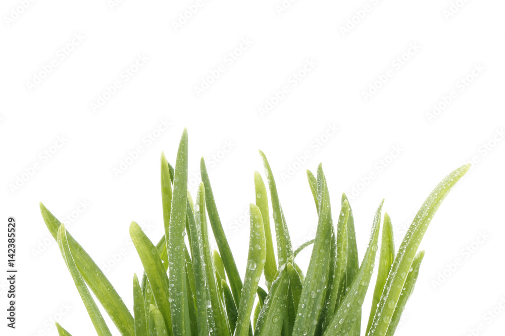 Obraz premium green grass isolated