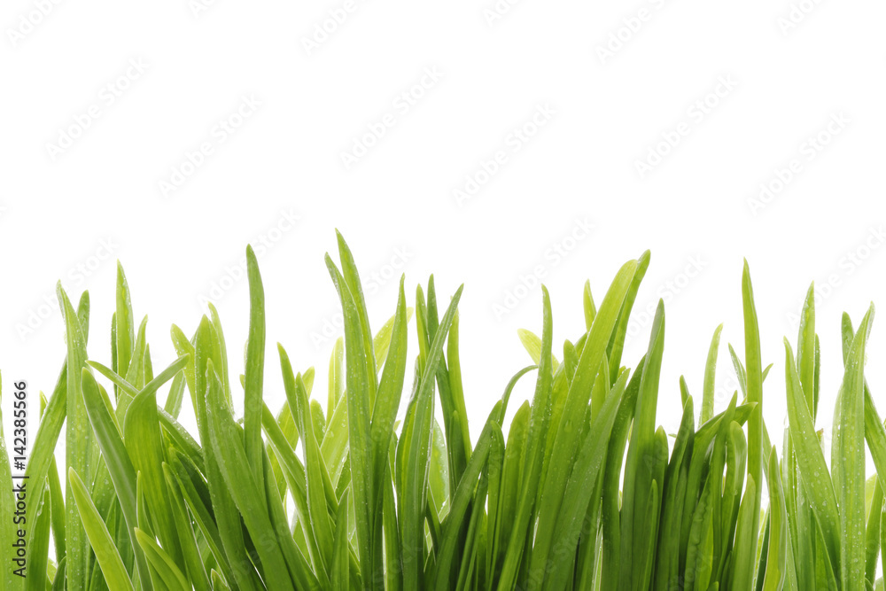 Obraz premium green grass isolated