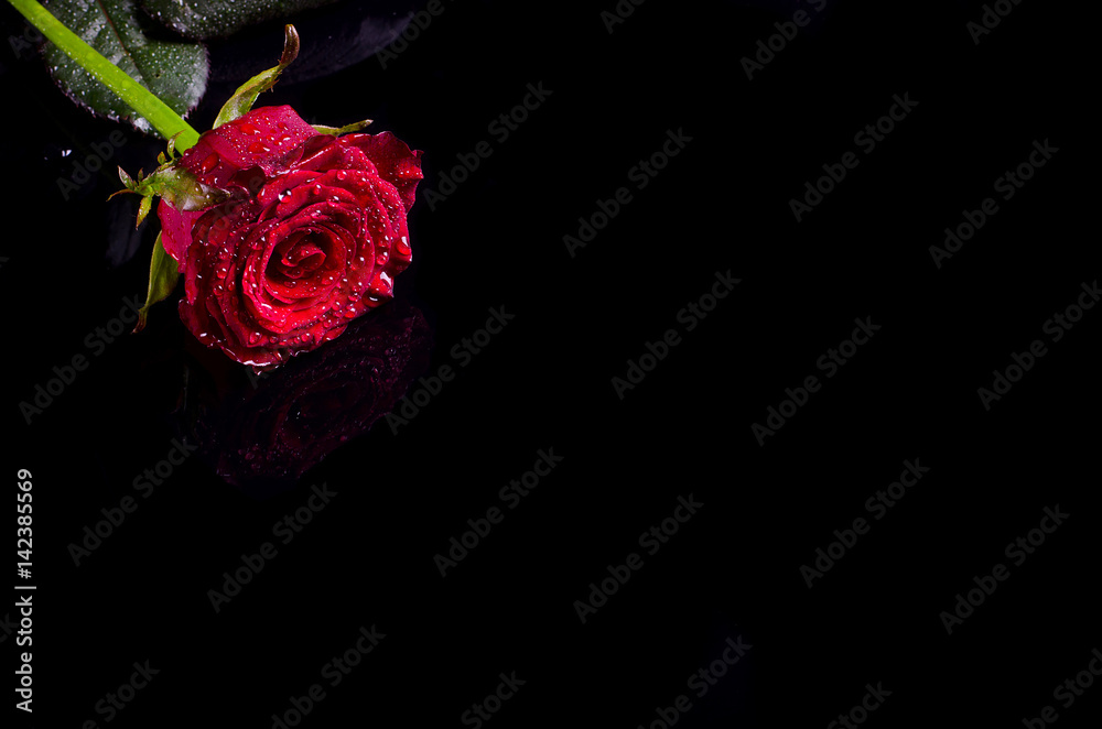 Obraz premium Red rose with water drops on a black background, free space for your text.