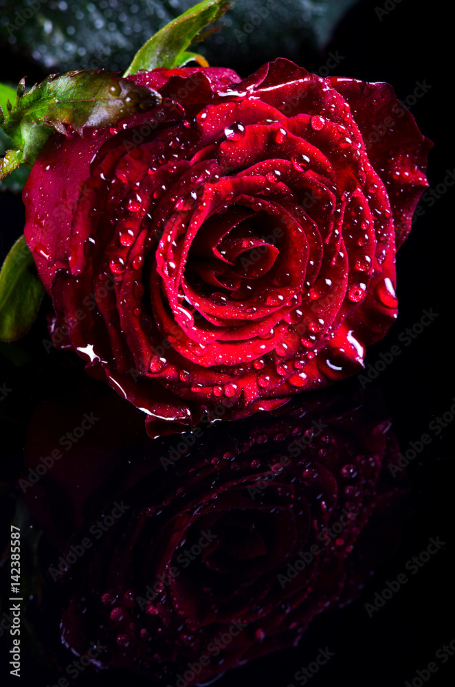Fototapeta Czerwona róża z kropli wody na czarnym tle, wolna przestrzeń dla tekstu.