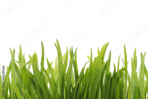 green grass isolated