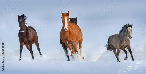 Horses run gallop in snow field against blue sky