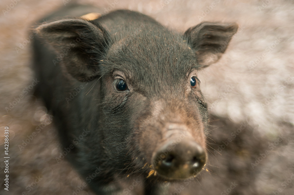 Fototapeta premium A black pig with a cute facial expression.
