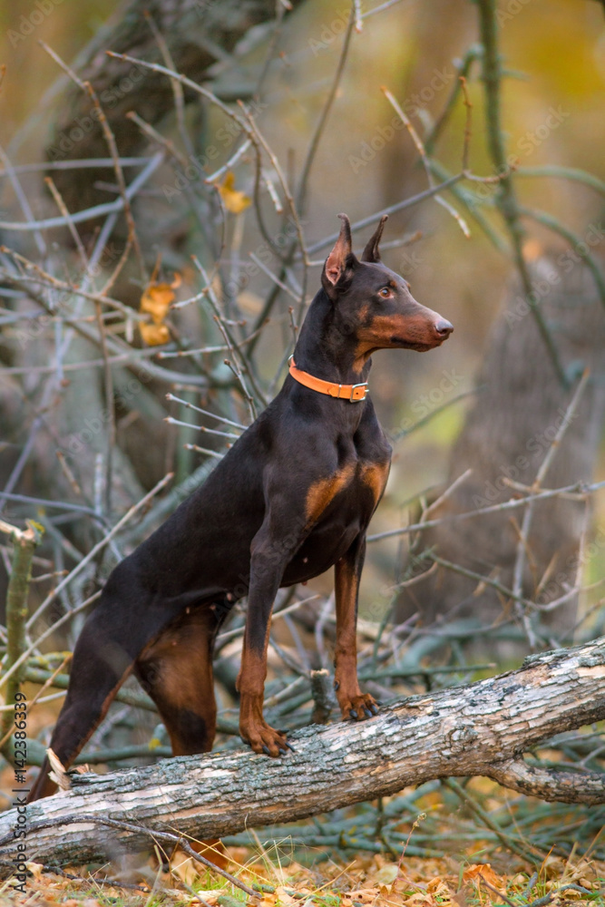 Beautiful brown Doberman Pinscher dog standing on a log