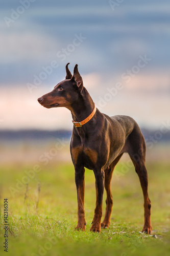 Brown doberman standing in green field at sunrise