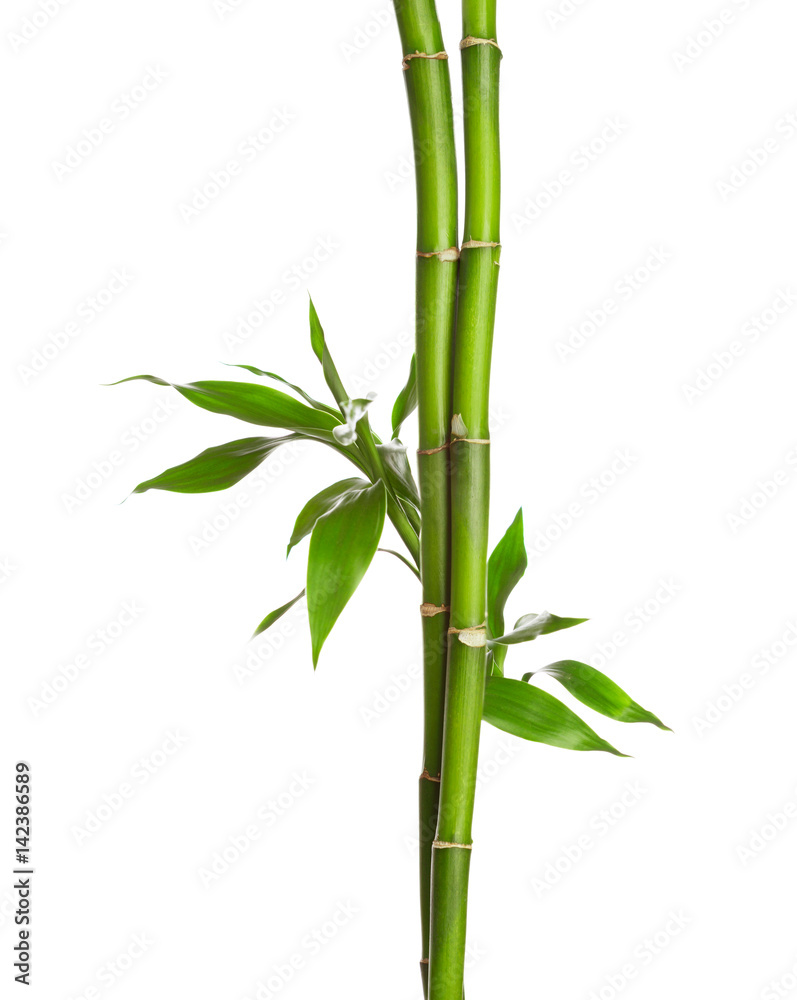 Obraz premium Branches of bamboo isolated on white background.