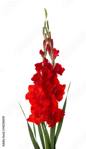 Two red gladioluses  isolated on white background photo