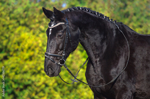 Black horse portrait in bridle against green tree