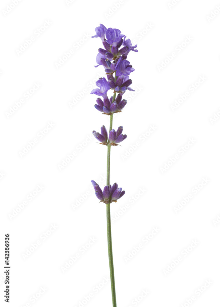 Fototapeta premium Sprig lawendy na białym tle