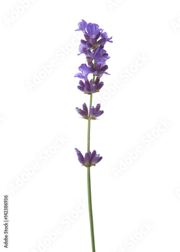 Sprig of lavender  isolated on white background