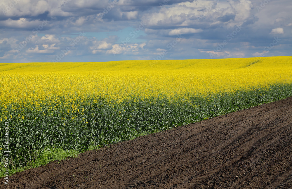 Oil rape, blossoming canola plants in field, early spring Oil rape, blossoming canola plants in field, early spring
