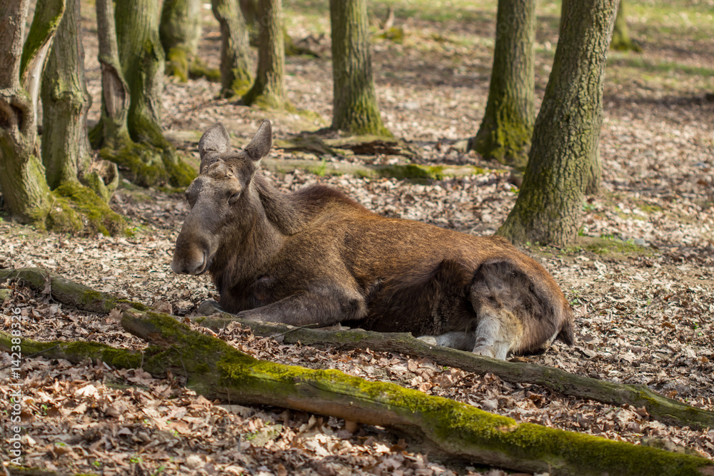 Moose in the woods. Moose in the woods.
