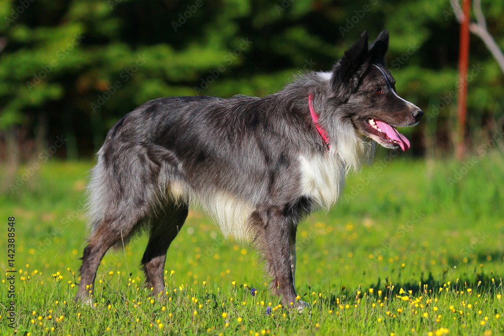 Fototapeta premium border collie male