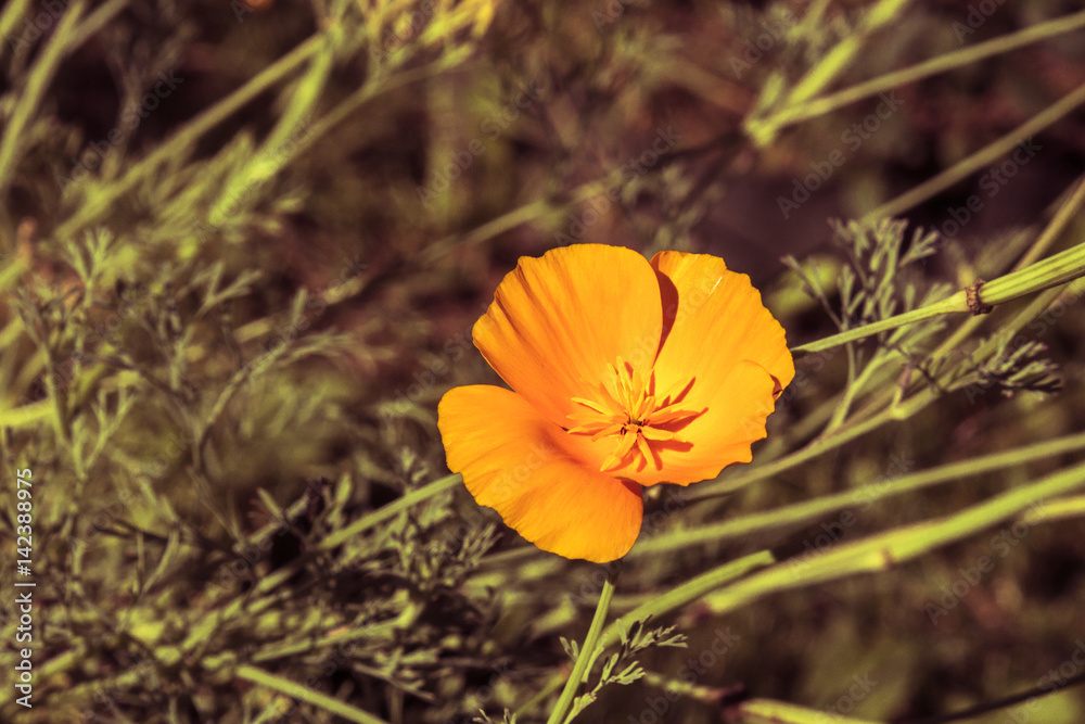 Obraz premium one yellow flower on a summer sunny day in the garden