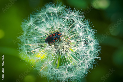 Red insect in dandelion