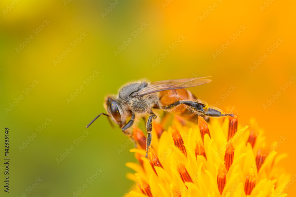 Bee eating pollen from flower on a nature background. Bee eating pollen from flower on a nature background.