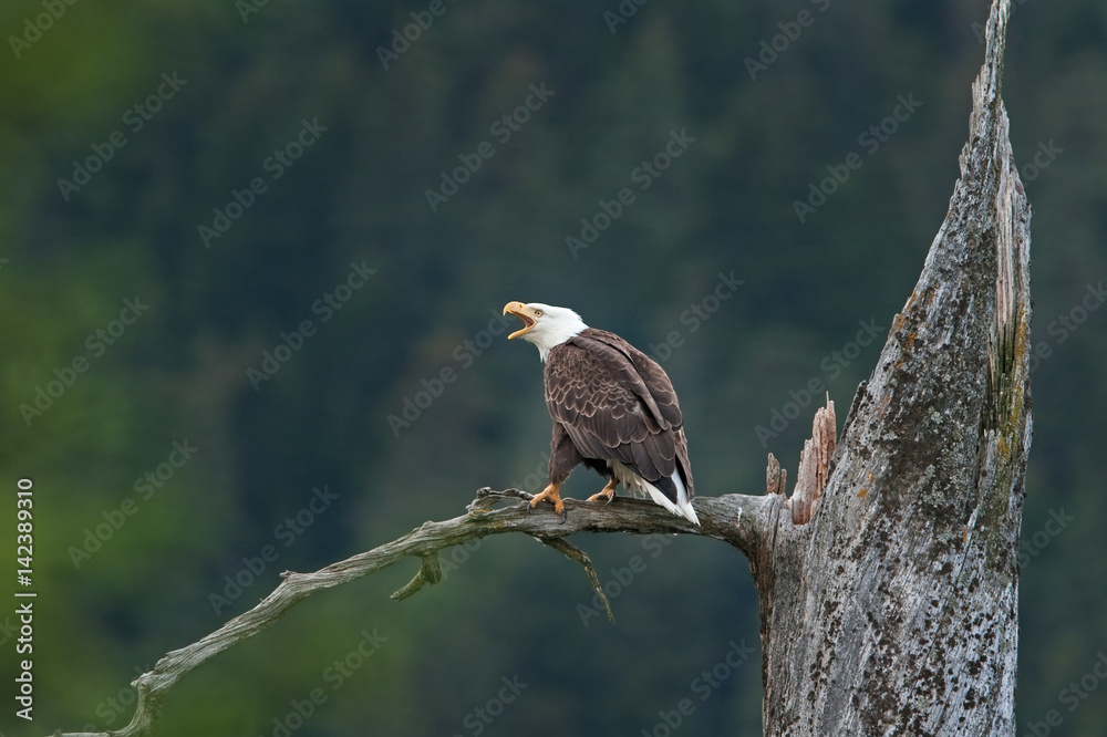 Fototapeta premium bald eagle, haliaeetus leucocephalus, Alaska