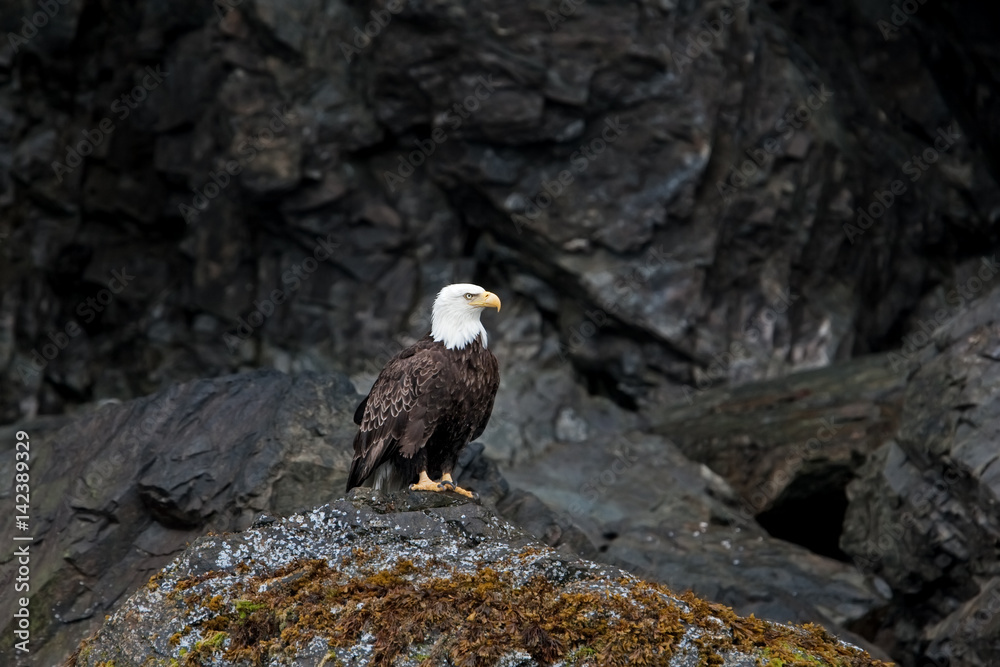 Fototapeta premium bald eagle, haliaeetus leucocephalus, Alaska