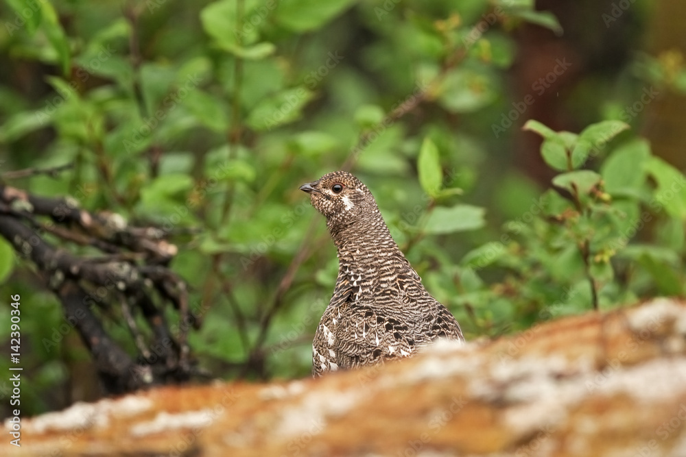 spruce grouse, canada grouse, falcipennis canadensis, Alaska spruce grouse, canada grouse, falcipennis canadensis, Alaska