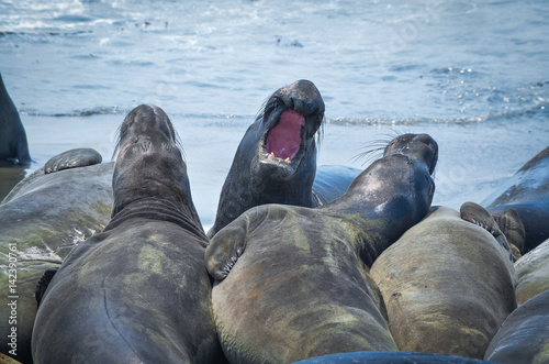 Elephant seals 