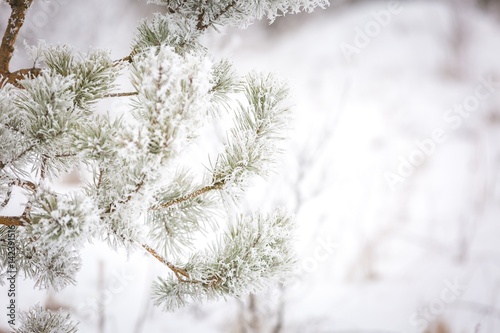 Pine tree branch with winter white rime