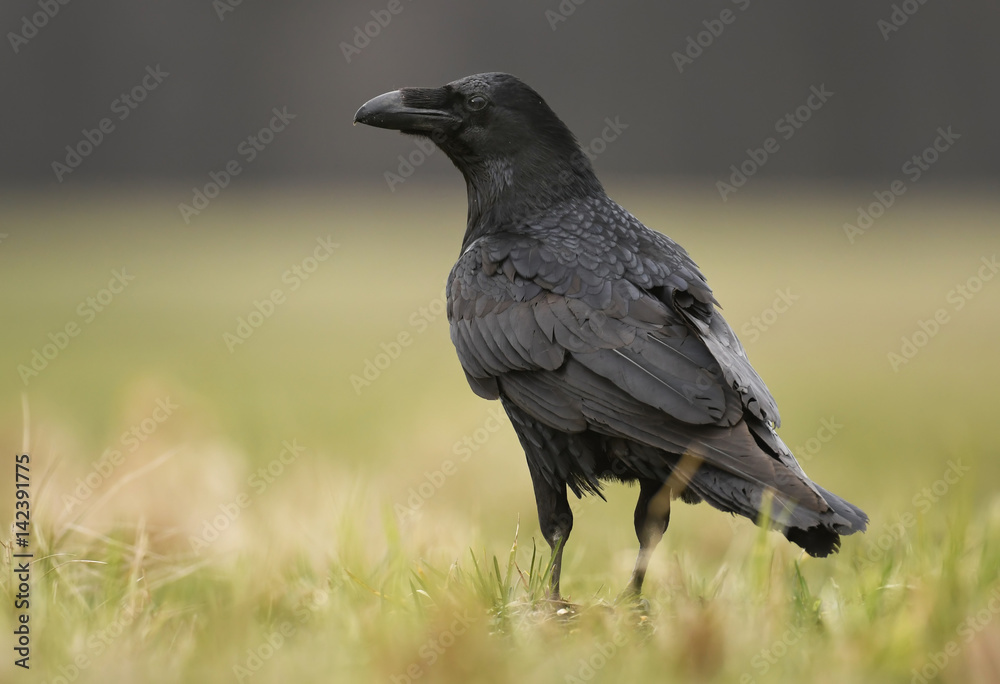 Raven (Corvus corax)