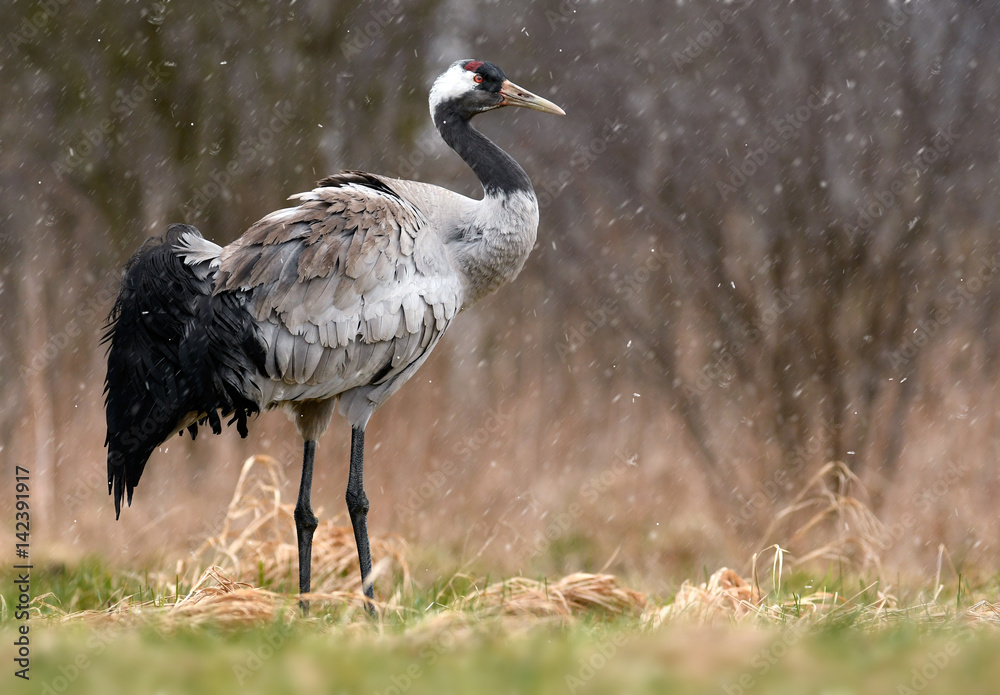 Obraz premium Common crane (Grus grus)