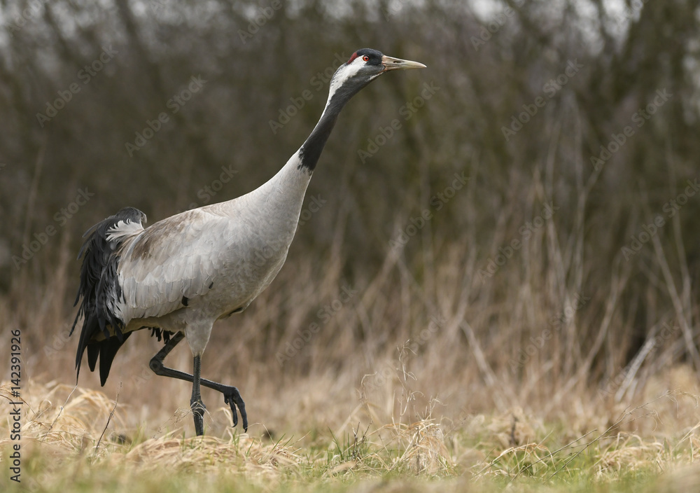 Fototapeta premium Common crane (Grus grus)