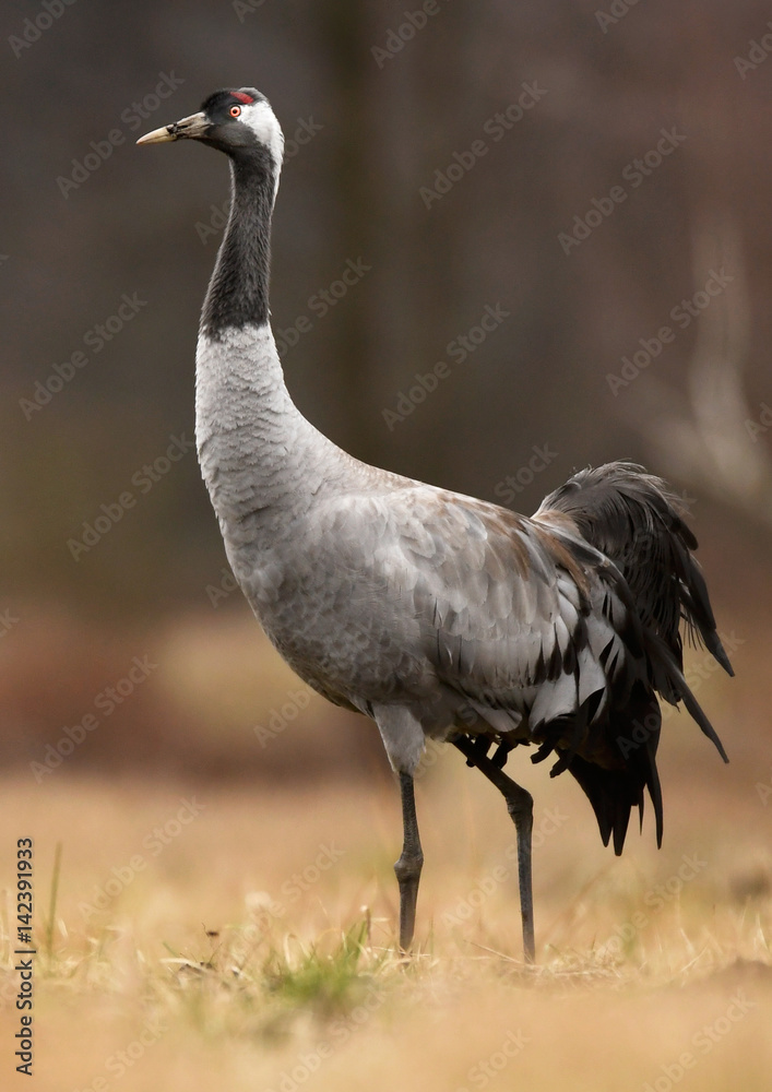 Obraz premium Common crane (Grus grus)