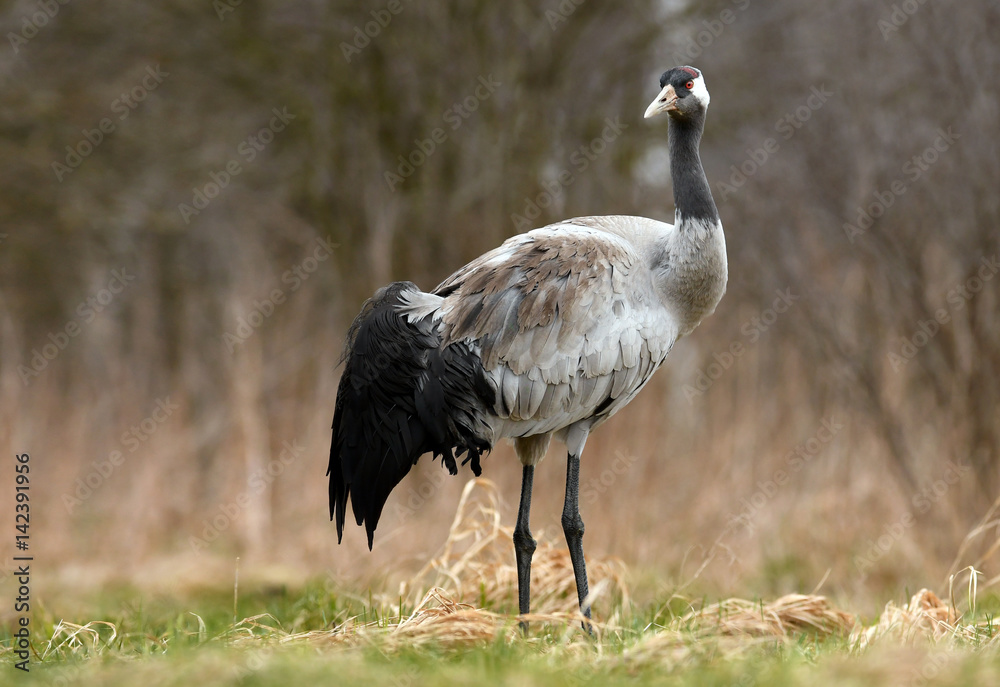 Fototapeta premium Common crane (Grus grus)