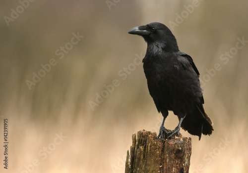 Raven (Corvus corax)