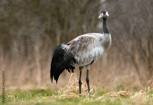 Common crane (Grus grus)