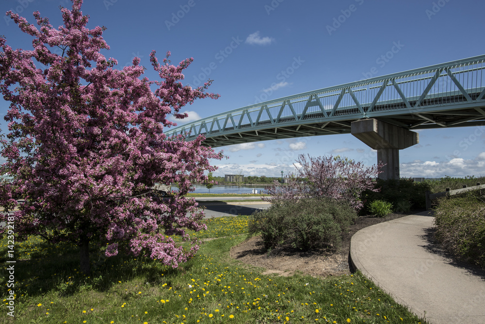 Fototapeta premium Fredericton New Brunswick Bridge over the Saint John River with Spring Blossom Tree