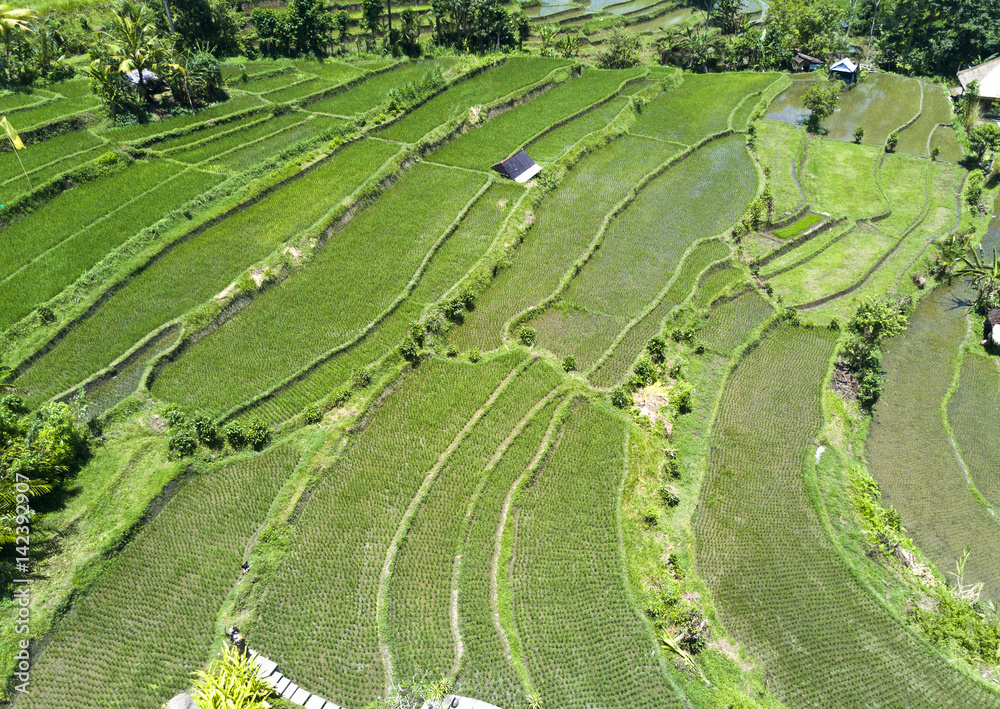 aerial view on rice terraces, Bali, Indonesia