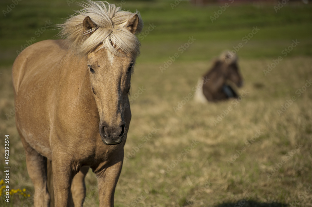 Fototapeta premium Brown horse in the fields of Iceland and a distant out of focus darker horse