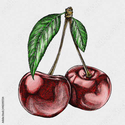 Engrave isolated cherry hand drawn graphic illustration