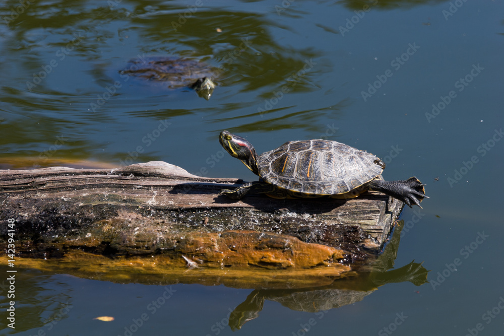 Fototapeta premium Turtles at Stowe Kake in Golden Gate Park