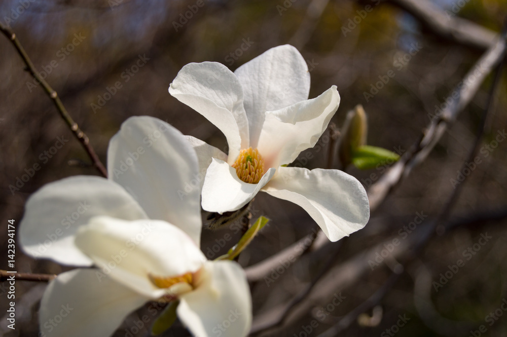 Obraz premium Cherry Blossom
