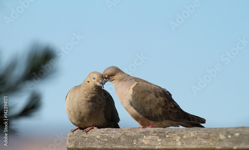 Mourning doves