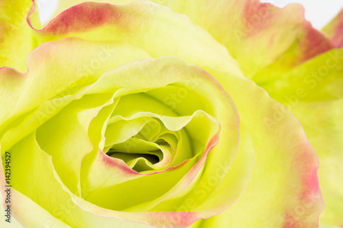 Close up background of green hybrid tea rose