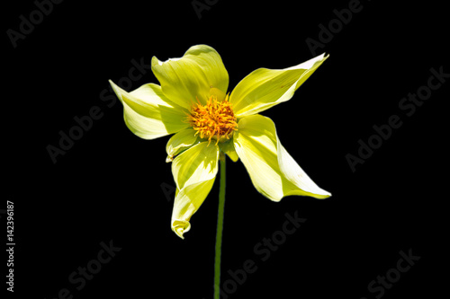 Beautiful yellow pink orchids on a black background