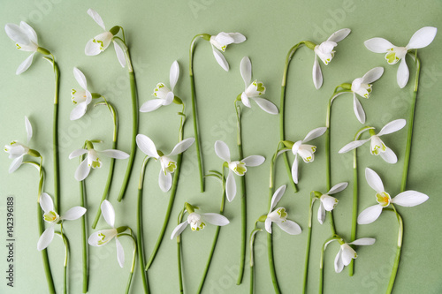 White snowdrop flowers on a green background. Flat lay. Top view