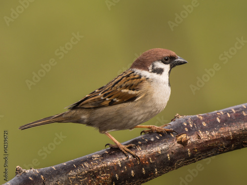 Eurasian tree sparrow