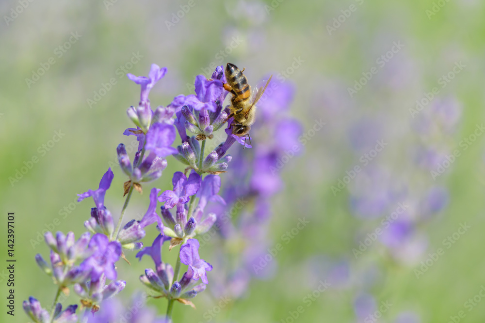 Bee on Lavender flower. Defocused nature violet and green in background. Bee on Lavender flower. Defocused nature violet and green in background.