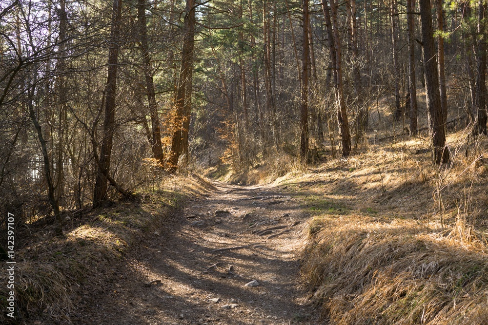 Obraz premium Magic trees and paths in the forest. Slovakia