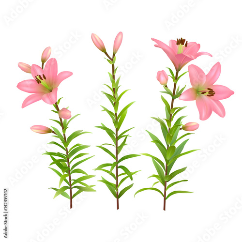 Pink lilies with green stem and leaves. Set of three realistic flowers. Colorful vector illustration.