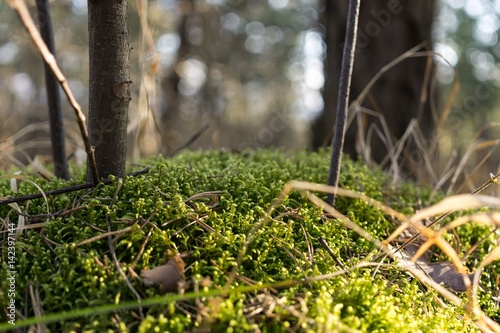 Moss on a tree trunk in the woods. Slovakia