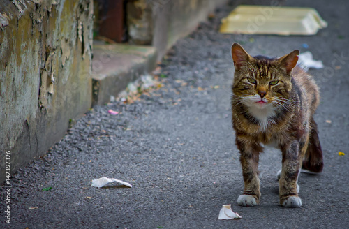 Urban Cat