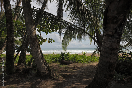 Beautiful Caribbean palm beach near Puerto Viejo  Costa Rica